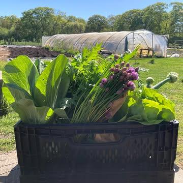 Boerderij voor de toekomst ✨🥬✨

We krijgen regelmatig de vraag waar de naam Strackxhoeve vandaan komt. En dat is eigenlijk heel simpel en logisch tegelijk. Voor wij deze plek onder onze hoede hebben genomen, was de boerderij eigendom van de familie Strackx. De naam is dus een eerbetoon aan de familie die de boerderij vroeger bewoonde en de gronden bewerkte. Want boeren doe je nooit alleen, het is altijd een hele familie die zijn schouders onder de boerderij zet.

Daarnaast is Strackxhoeve ook een verwijzing naar de toekomst, want ‘straks’ is een moment in de toekomst. Daarmee is het de perfecte naam voor de boerderij van de toekomst die we aan het neerzetten zijn. En ook nu is het een hele familie die zijn schouders mee onder de boerderij zet om er een mooie plek voor de toekomst van te maken. Want er is natuurlijk boer Brent die alles in goede banen leidt op de boerderij, alleen doet hij dit niet alleen. Er is een heel team van medewerkers en vrijwilligers dat de boerderij mee mogelijk maakt.

Zo is er tuinder Vincent, die zorgt dat in de tuin alles groeit en bloeit zoals het hoort. Zaaien, planten, wieden, oogsten: Vincent zit regelmatig met zijn handen in de grond om heerlijke groenten te telen zodat we ze voor jou in de winkel kunnen brengen. Er komt ook heel wat administratie kijken bij zo’n boerderij. Achter de schermen regelt Anke alles wat er nodig is om de boerderij op rolletjes te laten lopen. En elke week zijn er weer onze enthousiaste vrijwilligers Eva en Arlette, mama en meter van boer Brent, die meehelpen tijdens de oogst. 🥦💖🥦

Samen creëren wij een boerderij voor de toekomst, en dat is dankzij jullie. Iedere keer dat je voor onze groenten kiest of naar de boerderij komt, draag je bij aan deze prachtige plek en aan het creëren van een betere toekomst. We zijn heel blij dat jullie deel zijn van onze familie! Want een boerderij voor de toekomst is er voor iedereen.