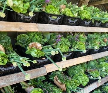 Hoevewinkel mét zomerbar!

Wie dit jaar al een bezoek bracht aan de hoevewinkel, heeft het zeker al gezien: de hoevewinkel heeft een nieuwe plek! Vanaf dit seizoen vind je onze kraakverse groenten recht van het veld elke woensdag terug in de winkel in de hangar. Zo is er veel meer ruimte in de winkel om je boodschappen te doen. En deze nieuwe plek heeft nog meer voordelen: we installeerden ook een koelcel in de nieuwe winkel, zodat we de groenten met dit warme weer lekker koel kunnen bewaren. Zo blijven de groenten nog beter kraakvers terwijl ze in de winkel op jullie wachten.

En het leukste voordeel van allemaal: onze winkel is nu nog dichter bij het veld én bij de zomerbar! Zo heb je tijdens het winkelen mooi uitzicht op het veld waar al die lekkere groenten groeien. En ondertussen kan je ook nog eens genieten van een lekker drankje uit onze zomerbar. Zo zalig kan het zijn om verse groenten te halen recht bij de boer!

Welkom tijdens de winkel mét zomerbar, elke woensdag van 12u tot 19u. Of kom genieten van onze zomerbar op zaterdag vanaf 12u, met Buurtkeuken van 18u tot 21u.