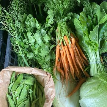 Zomerzonnewende en het ritme op de boerderij

De zomerzonnewende komt er weer aan! Op 21 juni staat de zon op haar hoogste punt aan de hemel. Dit noemen we de zomerzonnewende, het stralende hoogtepunt van het jaar. Het is de langste dag van het jaar, de zon staat op haar hoogste punt aan de hemel en verwarmt alles wat leeft met volle kracht. In de natuur en op het veld zie je dat aan de uitbundigheid, bloei en overvloed. 

Voor de boerderij betekent dit vooral het begin van het seizoen van overvloed! Met de zomer voor de deur komen er meer en meer gewassen tot bloei en wordt het aanbod overvloediger en diverser. Volop genieten dus op je bord. Welkom zomer, dankjewel zon!

Op het veld komen we nu ook in een nieuw ritme terecht. Na het voorjaar waarbij de groenten op een rustig tempo tot bloei komen en groeien, gaat de groei van de groenten nu veel sneller. Dat betekent dat we aan een hoger tempo bezig zijn met het afoogsten van de bedden waarvan de groenten klaar zijn voor oogst, om daarna opnieuw te zaaien en de bedden weer in te planten.

We wisselen de bedden regelmatig zodat er een nieuwe type gewas komt te staan. Dat puzzelen met gewassen is iedere keer weer uitdagend, en komt heel wat bij kijken. We willen graag het type gewas zoveel mogelijk wisselen, om het evenwicht in de bodem te behouden. Sommige bedden wisselen we 2 keer per seizoen, als er wat intensievere groenten op staan. Andere bedden wisselen we dan weer 4 tot zelfs 5 keer per seizoen, afhankelijk van het type gewas.

Deze week oogsten we een volledig bed radijzen af, dat we nadien opnieuw zullen inplanten. Het is al de tweede keer dit seizoen dat dit bed wordt afgeoogst, daarvoor stond er paksoi op. Daarna komt er waarschijnlijk sla op te staan, en ook nog een wintergewas. Een druk bezaaid bed dus, dit seizoen. Dankjewel bodem, dankjewel zon, dankjewel groenten!