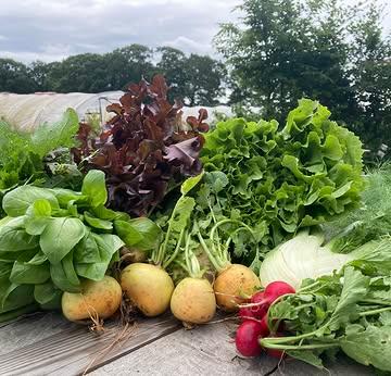 Zomerse overvloed op het veld!

De zomer is nu echt helemaal in het land, dat voel je aan temperaturen én dat zie je aan het veld. Alles staat in zomerse bloei en de eerste zomerteelten tonen zich al van hun beste kant. Zo zijn deze week de eerste komkommers klaar voor oogst. En wat zijn ze sappige, heerlijk met dit zomerse weer!

Nu er meer en meer groenten klaar zijn voor oogst, liggen de winkelrekken iedere week weer voller en voller. Het aanbod van de hoevewinkel groeit mee met het ritme van de seizoenen. In het begin van het seizoen is het aanbod in de winkel afgestemd op de eerste dappere groenten die hun kopje boven de grond steken. Nu het oogstseizoen al een aantal weken volop bezig is, laten er meer en meer groenten op het veld zich van hun beste kant zien.

Goed nieuws dus voor de groenteliefhebber, want dat betekent dat er meer groenten recht van het veld in de hoevewinkel liggen! Als je graag een keer onze winkel komt ontdekken, dan is het nu het ideale moment om langs te komen en van het zomeraanbod te genieten.

www.strackxhoeve.be/winkelen