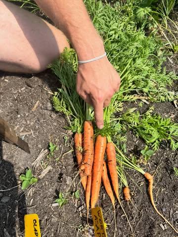 Even langsgegaan bij de @strackxhoeve om groenten op te halen. Boer Brent gaf me meteen een kleine rondleiding langs de groenten die bijna oogstklaar zijn. 

De wortelen zien er alvast heerlijk uit en ook de tomaatjes zijn bijna klaar. Zijn dochtertje kon duidelijk niet wachten en deed alvast de eerste smaaktest. 😄

Binnenkort bij GrondGezond!