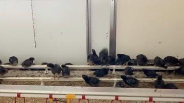 Nos petits poussins grandissent bien 🐥🤩💛
Ils utilisent de plus en plus le perchoir que Julian a installé, ça favorise le comportement naturel et donc leur bien-être 🥰