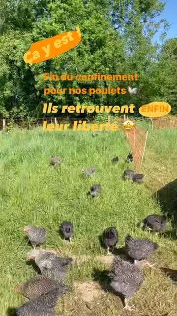 Ce samedi 14 mai, le confinement obligatoire des volailles a été levé. C’est le moment de retourner en plein air pour nos poulets adorés 🤩🐓