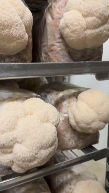 Farm-to-table? Daar gaan we voluit voor. 🍄✨
Door de keten zo kort mogelijk te houden, kunnen we jullie de áller- verste paddenstoelen aanbieden.

Of je nu graag rechtstreeks bij ons koopt op de markt, of liever eens gaat uiteten: we kiezen altijd voor de kortste weg. Zo krijg jij de beste kooktips — en houden we samen onze voetafdruk klein. 🌍

Deze prachtige Lion’s Mane vind je alvast vers op de markt, of op de menukaart bij @dirt.restaurant 💛

Tot dan!

#korteketen #ikkenmijnboer #lionsmane #puurgent