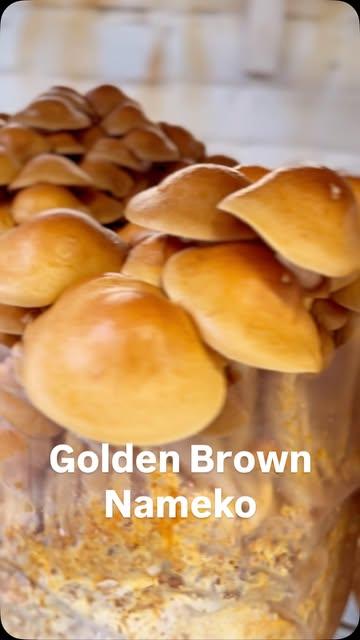 Nameko – goudbruin, elegant en boordevol smaak

Onze Nameko heeft een fijne, licht nootachtige smaak met een subtiele umami-touch en een zachte, bijna fluweelachtige textuur. Perfect om kort te bakken in boter of olie — hij komt helemaal tot zijn recht in simpele gerechten waar hij echt kan schitteren.

Tip: bak ze heet en kort, met een snuifje zout op het einde. Heerlijk op toast, in pasta of bij een stukje vis.

Altijd supervers te vinden op de markt, in onze farmshop of bij één van onze fantastische partnerwinkels

#paddenstoelen #lokaal #korteketen #umami #nameko