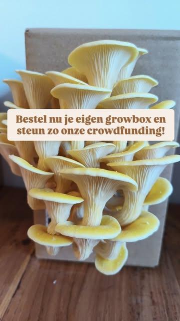 Vandaag lanceren we onze crowdfundingactie! 🌱

Bestel een Padoo growkit via onze link in bio, kweek thuis je eigen paddenstoelen en steun tegelijk het Uilenbos. 🍄

Zo kunnen Elias, Tim, Annelies en Milena de boerderij verderzetten en blijft de grond voor altijd biologisch.

Een growbox kost €25 en bestellen kan tot en met 15 april. Je kiest je afhaalpunt in het inschrijfformulier en haalt je growkit eind mei daar op.

Kweek mee en help het Uilenbos groeien! 🌿🍄

#growkit #crowdfunding #paddenstoelenkweken