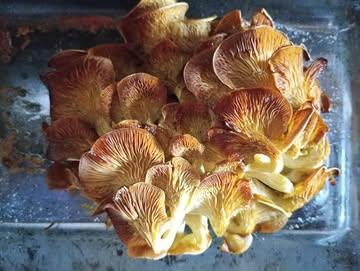 Goudgele oesterzwammen

Perfect geroosterd, diepe smaak, krokant gekarameliseerde randjes en een onweerstaanbare umami…
Soms is eenvoud alles

#oystermushrooms #oven #farmtotable #mushrooms