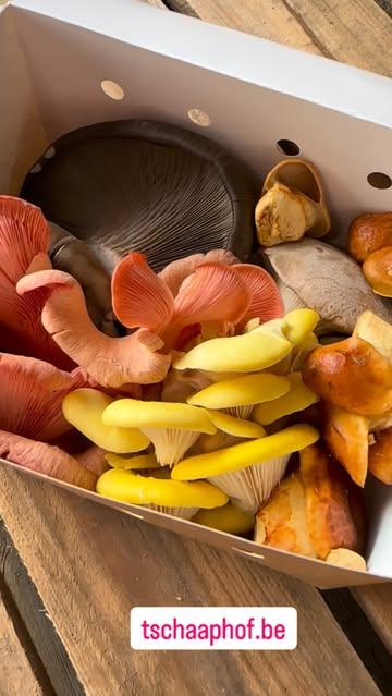 🌟 Op zoek naar echt verse paddenstoelen, recht van bij de kweker? 

Met onze paddenstoelenbox krijg je elke week — of om de twee weken — een verrassende selectie van vier soorten. Denk aan grijze, gele en roze oesterzwammen, nameko of eryngii… altijd vers geoogst en vol smaak. 

📦 Kies jouw ritme: wekelijks of tweewekelijks
📅 Periode: april tot half juni
📍 13 afhaalpunten (elke dinsdag)

Wil je meedoen? Schrijf je dan in t/m zondag 5 april via @tschaaphof (link in bio)

🌱 Eet mee met het seizoen, ontdek nieuwe smaken en proef het verschil van lokaal geteelde paddenstoelen 🍄

#paddenstoelen #lokaaleten #korteketen #csa #bio