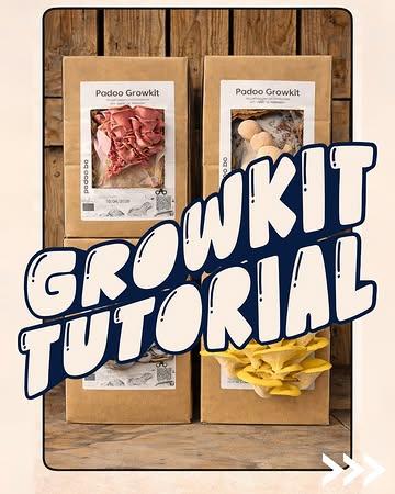 Van doos tot oogst in een paar stappen 🍄‍🟫
Bekijk de tutorial en ontdek hoe eenvoudig je zelf paddenstoelen kweekt!

Onze growkits zijn te koop in onze webshop, farmshop of op de markt 👉 link in BIO

#growkit #paddenstoelen #zelfkweken #urbanfarming #mushroomlove