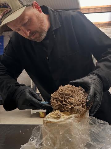 🍄‍🟫 Kijk eens naar dit prachtexemplaar! 

Vandaag weer prachtige maitake (hen of the woods / eikhaas) vers geoogst in de kwekerij. Met de hand gesneden, recht van het substraatblok. Die golvende, vlezige structuur is niet alleen een plaatje, maar ook een echte smaakbom: nootachtig, stevig en heerlijk in de pan, wok, risotto of als vegetarisch vleesvervanger.
Lokaal gekweekt, super vers en met liefde gedaan. Wie wordt hier nou niet blij van? 😍

DM of link in bio voor bestellen 👉

#Maitake #DansendePaddenstoel #VersePaddenstoelen #korteketen #GourmetPaddenstoelen