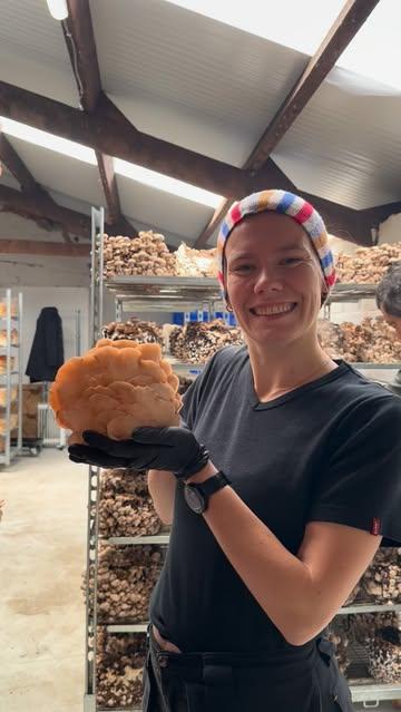 🍄 Het is bijna zover…
Op zaterdag 13 juni zetten we de deuren van onze paddenstoelenkwekerij open!

Kom bijzondere paddenstoelen ontdekken, proeven én zelf plukken.

✨ Wat mag je verwachten?
• Rondleidingen door de kwekerij
• Zelfplukstand
• Marktkraam met onze producten
• Heerlijke proevertjes
• Mushilicious bites & bar verzorgd door @vegamuze 

📅 Zaterdag 13 juni
🕚 11.00 – 17.00 uur
📍 Padoo - Opperhofstraat 30, Drongen
➡️ Ingang via de oprit naast parking De Campagne

Iedereen welkom! 🍄❤️

#opendeurdag #paddenstoelen #korteketen #bioweek #puurgent
