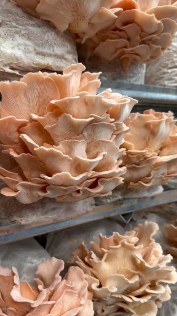 It’s getting hot in here… 🔥

Het ideale klimaat voor onze roze oesterzwam 💖🍄

Bak hem krokant als spekjes bij je salade, of als sappige steak op de BBQ. Een echte zomerfavoriet! ☀️

Dit is onze laatste week op de markt voor de zomerstop. Kom dus zeker nog je laatste zwammen halen vandaag in onze farm shop of dit weekend in Drongen of Gent-Sint-Pieters 🙌

Bestellen voor je horecazaak of winkel kan nog via @koolmees_bioboerderij Laatste bestellingen worden zondag om 20u afgesloten.

Vanaf juli gaat de kwekerij even in zomerrust. We zien je met veel plezier terug in september! 🍄🍂 

#korteketen #paddenstoelen #farmtotable