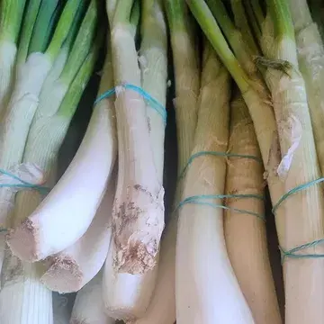 Net toegekomen in onze winkel: calçots! Een symbool van de Catalaanse keuken die echt de lente inluidt!

Ze zijn slechts kort beschikbaar, dus haasten is de boodschap!

Calçots zijn de spruiten van witte zoete uien. “In januari worden de uien verplant om uit te kunnen groeien. Eind juni, begin juli worden calçots vervolgens uit de grond getrokken en op een droge plek opgeslagen. In augustus, september gaan de uien spruiten en worden ze gesplitst van de moederplant, in geulen gepoot en met aarde bedekt net als bij witlof. Per ui ontstaan er tussen de vijf en dertig spruiten. De beste tijd om de calçots te eten is ...nu! Momenteel zijn ze goed van dikte en op hun lekkerst.”

Traditioneel worden ze in de Catalaanse keuken gegrild tot ze zwart zien, waarna het gestoomde binnenste wordt gegeten met romescosaus. 
Een Catalaanse delicatesse, momenteel bij ons te vinden dankzij @thefoodhub_wholesale 🤝
