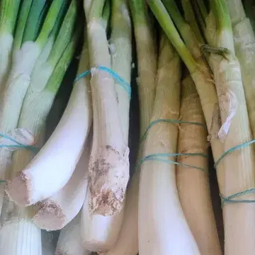 Net toegekomen in onze winkel: calçots! Een symbool van de Catalaanse keuken die echt de lente inluidt!

Ze zijn slechts kort beschikbaar, dus haasten is de boodschap!

Calçots zijn de spruiten van witte zoete uien. “In januari worden de uien verplant om uit te kunnen groeien. Eind juni, begin juli worden calçots vervolgens uit de grond getrokken en op een droge plek opgeslagen. In augustus, september gaan de uien spruiten en worden ze gesplitst van de moederplant, in geulen gepoot en met aarde bedekt net als bij witlof. Per ui ontstaan er tussen de vijf en dertig spruiten. De beste tijd om de calçots te eten is ...nu! Momenteel zijn ze goed van dikte en op hun lekkerst.”

Traditioneel worden ze in de Catalaanse keuken gegrild tot ze zwart zien, waarna het gestoomde binnenste wordt gegeten met romescosaus. 
Een Catalaanse delicatesse, momenteel bij ons te vinden dankzij @thefoodhub_wholesale 🤝