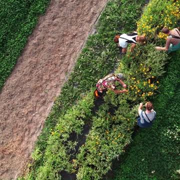 Breng leven terug naar onze velden! 

Wij dromen van Vlaamse velden vol leven, waar boeren samenwerken met de natuur in plaats van ertegen. 

Samen met boeren zetten we stappen voor meer biodiversiteit. 

Waarom we dit doen? 
Onze missie is biodiversiteit herstellen op een tastbare, betekenisvolle manier. Een gezonde natuur betekent vruchtbare grond, schone lucht en een thuis voor bijen, vlinders en vogels. Helaas verdwijnt die rijke natuur steeds sneller. Daarom zetten we onze idealen om in actie. 

Benieuwd hoe we dit aanpakken? Check de beelden die we maakten op ons demoveld en ontdek hoe (on)kruidenthee natuur herstelt. 

De video makers van @alwayshungry.be hebben nog veel meer gefilmd. Reageer een groen hartje 💚 als je het niet wil missen. 

#natuurherstel #regeneratievelandbouw #biodiversiteit #biodiversiteitsherstel #kruidenthee #onkruid #onkruidenthee