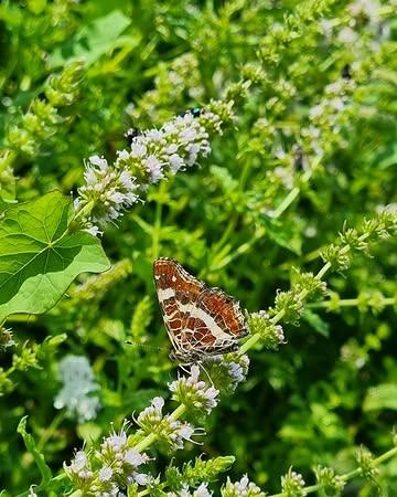 Nog maar enkele dagen...

Zaai mee(r) (on)kruid en breng de natuur terug naar jouw tuin!

Wat zit er in deze reward?

- 1 grote zak zaden*: goed voor 20m² natuurherstel
- 1 paar tuinhandschoenen

Zadenmengsel bestaande uit: duizendblad, heemst, wondklaver, korenbloem, knoopkruid, peen, moerasspirea, geel walstro, gewone margriet, muskuskaasjeskruid, groot kaasjeskruid, echte kamille, witte honingklaver, citroengele honingklaver, wilde marjolein, smalle weegbree, kleine pimpernel, gewone brunel, veldsalie, paardenbloem en rode klaver.

Bij aankoop van deze reward zaaien wij 40 m² (on)kruid extra.

De natuur in onze velden verdwijnt.

Samen brengen we haar terug.

https://www.on-kruid.be/pages/crowdfunding of link in bio