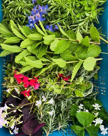 De kleuren van de natuur.
Meer hebben we niet nodig.

#permacultuur #growyourownveggies @ilsevanack  @verschilfarmtotable
