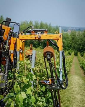 𝐖𝐞𝐫𝐤 𝐢𝐧 𝐝𝐞 𝐰𝐢𝐣𝐧𝐠𝐚𝐚𝐫𝐝 ☀

Wat een weertje de voorbije weken! Terwijl wij puffen en zweten onder de warme zonnestralen, ondergaan onze wijnstokken een groeispurt. 

Takken schieten de hoogte in, het bladerdek wordt steeds voller en onze trosjes ontwikkelen zich volop. 

Laat die zon maar schijnen!