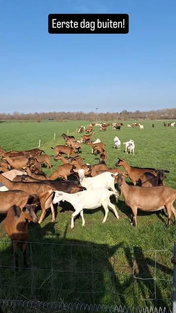 Eerste dag op de weide sinds half november! Enkel in januari en december zijn onze dieren niet buiten geweest! #slowfood #biologique #biologisch #organic #ambacht