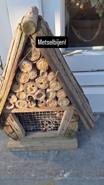 10 maanden (!) na de sluiting van hun cellen verlaten de mannetjes als eerste de lange buiscel. Mannetjes zijn te herkennen aan de witte stip op hun kop. De volgende dagen vliegen op hun beurt de vrouwtjes uit. 2 maanden later is de cirkel rond en zijn deze cellen opnieuw gevuld met eitjes en voedsel, waarna de buisjes opnieuw verzegeld worden. #metselbijen #masonbees #abeillemaçonne #mauerbiene #nopesticides