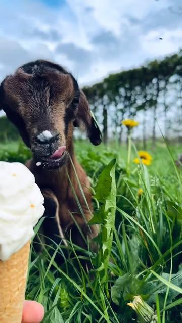 Goed nieuws! Vanaf vandaag staat onze scheptoog er weer! We scheppen voor jullie graag een vers bolletje ijs 🍦 #Rondevanvlaanderen #vlaamseardennen #biologischijs #terras #boerderij