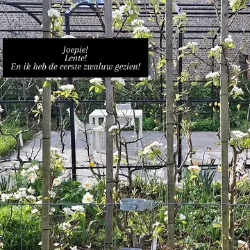 De zwaluwen komen terug
#isabel_reine_devos