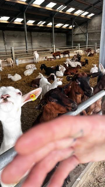 Wat een boerderij, wat een lieve mensen, wat een ontdekkening!
Thanks @le_oui.antwerp voor dit (verlate) verjaardagsweekend - was het wachten meer dan waard. 🥹

@de_volle_maan bedankt voor alle ambacht, visie, passie en inspiratie. 🐐
@taberna_bask bedankt voor een fantastisch lekkere en gezellige avond! 🍷