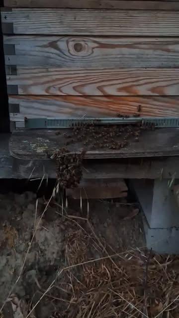 Zaterdagavond 22.15u. Duidelijk voor iedereen te warm om naar binnen te gaan! #bijen #biene #abeille #bees