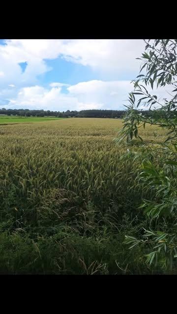 Een graanveld zonder sproeisporen. Mooi toch? #organicwheat #organicfarming #organic #biologisch