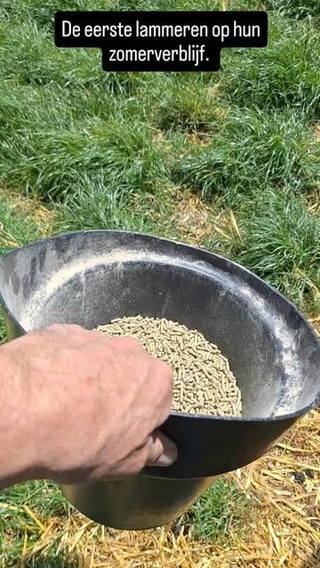 Gedurende de ganse zomer en herfst blijven onze lammeren op de weide. Iedere dag enthousiast om ons terug te zien! #cabras #organico #vlaamseardennen