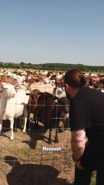 6u45 op een boerderij. ☀️
Geiten melken, kaas maken, msemen bakken met verse geitenkaas en honing.
Dit is Bart, Kathelijne en Johanna & Jakob van De Volle Maan, een biologische geitenboerderij, gedreven door ambacht en gezond verstand. Mensen die je meteen warm ontvangen. En de Geta die in jullie ovenschotel zit, komt van hen.
Goei volk. Goei eten.
#publiciteit