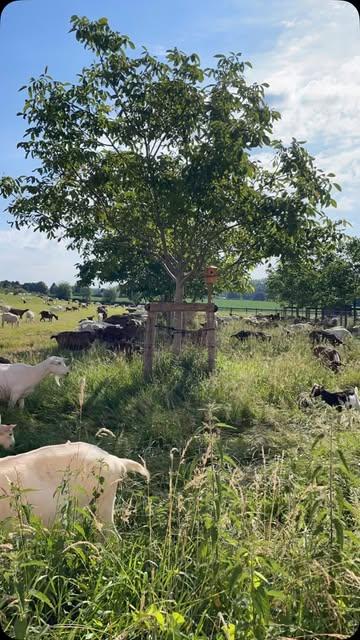 Onze geiten aan het genieten op zondag. Toen we 30 jaar geleden startten met de aanplant van onze bomen hadden we nooit gedacht dat deze zo nuttig zouden zijn voor de schaduw in de hete zomers… #langstedag #zomer #vlaamseardennen #geitenkaas #organic