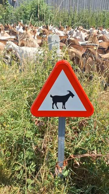Nogmaals platteslandsguerilla, verkeersbord van eigen ontwerp 😉. U raadt het nooit: ons eerste exemplaar is gestolen ...😒 #alleeninbelgië #sintlievenshoutem #vlaamseardennen #oostvlaanderen #bedandbreakfast