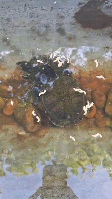 Zomer is het favoriete seizoen voor onze schildpadden, nu te bewonderen op ons terras! #turtle #schildpad #schildkröte #tortue #testudo