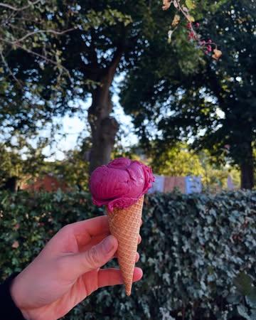 We hebben ze gelukkig niet allemaal zelf opgegeten…. Ons bramen-ijs is terug! Gemaakt van onze eigen braambessen, daardoor gelimiteerd. 

Nog meer zomers geluk is de hulp van onze 2 Erasmus studenten op de boerderij. Elena en Mariella draaien 6 weken op volle toeren, met heel veel enthousiasme! We hadden ons geen betere hulp kunnen wensen.

Deze week leerden ze zelfs onze huisgemaakte Pastel de Nata maken.

#vlaamseardennen #biologisch #geiten #ijs #oostvlaanderen