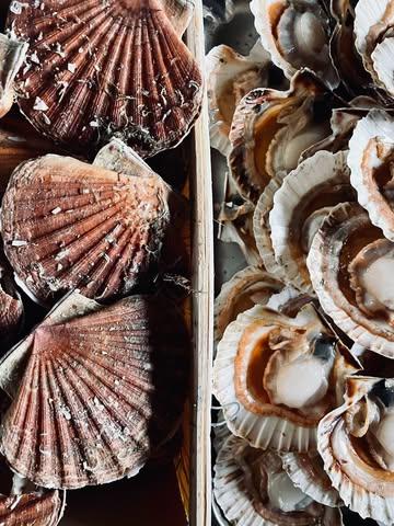 Handgedoken coquilles, 
Coraille aïoli,
Baarden jus samen met zwarte rijst & pompoen.

———

Coquilles Saint-Jacques plongées à la main,
aïoli de corail,
jus des barbes, riz noir et potimarron.