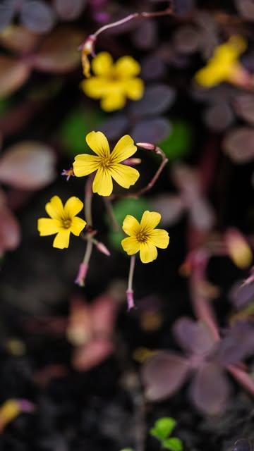 New menu means new wine pairing 🍷
These are some bottles we currently serve by the glass.
Carefully selected to elevate every dish, one glass at a time. 😘

#thisisrebelle #winepairings #michelinstar #kortrijk