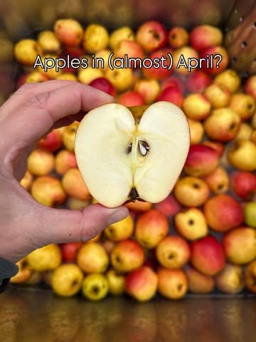 🍎This is why we love Keuleman apples. These beauties were picked in October, stored in a cool and dark place (not in the fridge) and still look amazing! This allows us to press fresh juice even now. Why? We use it to bottle-condition some ciders for a secondary fermentation in the bottle - ready for you before summer! ☀️ #naturalcider #handpickedapples #pressedmanually
