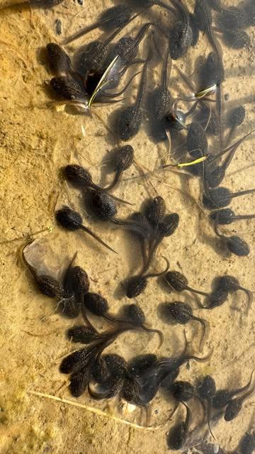 De zes vijvers naast de boomgaard, wijngaard en voedselbos zitten al vol met leven! 🌱🐸💦🍇🍎
…………………………
The six ponds near the orchard, vineyard and foodforest are already filled with life! 🌿🐸🍇🍎💦#naturalcider #regeneratievelandbouw #belgianwine