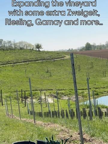 🍇 We planted more grapevines in the vineyard
🍇 and we continue to experiment with different trellis systems;
🍇 grapevines along high-stem fruit trees in the orchard
🍇 and a pergola system.
🍇 The plan is to create a ‘wine playground’. Genetically diverse. There are already more than 15 different grape varieties planted, in a range of clones (including sélection massale), combined with different rootstocks. 
#belgianwine #belgiancider #regeneratievelandbouw
