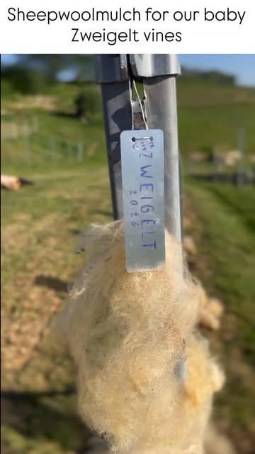 🍇 Experimenting with different kinds of mulch. 
🐑 We tucked the young Zweigelt vines in with local sheep wool.
🪱 Great for soil life, slow nutrient release and helps retain moisture during dry spells.
🦌 Not unimportant either: the scent of fresh wool is said to keep the deer at a distance. Let’s see. 

🌱🌱🌱
#regeneratievelandbouw #belgiancider #belgianwine #korteketen #sheepwool #zweigelt #nopesticides #mulching