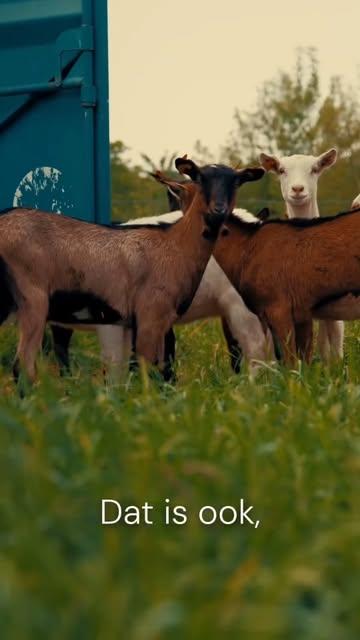 "for us, cheesemaking goes beyond the dairy. it starts outside, on the pasture."

at de volle maan, an organic goat farm in the flemish ardennes, this is more than a phrase. amongst clover, dandelion and wild chicory. amongst 350 planted trees and 1,500 metres of hedgerow. amongst lapwings, little owls and kestrels finding their place here again.

healthy soil feeds strong plants. strong plants feed healthy animals. healthy animals produce quality milk.

nature responds slowly, but consistently.

these are the kinds of stories we set out to bring to light on oriri

@de_volle_maan

the full story is in our bio.

#fortheloveoffood #forthestoriesthatconnectus #fromsoiltoplate #sustainablegastronomy #terroir belgianfood 

video by @buzzupcreative