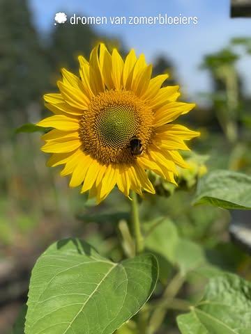 Plannen maken, zaadjes planten en dromen van wat komt. ‘t Is weer dat moment van het jaar!  Ik voel de bloemenkriebels en ben gestart met zaaien.
Wil jij ook genieten van bloemen uit eigen tuin?  Er is niets zo heerlijk als zelf zaaien en te zien hoe elk klein zaadje uitgroeit tot kleur en leven.

💭 Ik droom alvast van cosmos, zinnia, korenbloem, amandelroosje, scabiosa … en al hun vrolijke bezoekers 🐝🦋🐞🪲

🌱 Kom op 25 april gezellig mee zaaien en plantjes ruilen 🌱 samen laten we het groeien.

Laat me weten als je erbij bent! 🙌🏻