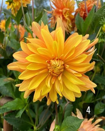 🌸 Dahliaknollen nu verkrijgbaar 🌸

Wil jij deze zomer ook genieten van weelderige dahlia’s in eigen tuin? Vanuit één knol komt er een prachtige plant tevoorschijn die je tuin en vaas voorziet van de mooiste bloemen van ongeveer juli tot oktober.

👉 Bekijk de carrousel hierboven voor mijn selectie van dit seizoen. 

📋 Praktische info:
* Prijs: € 3,90 per knol
* Beschikbaarheid: zolang de voorraad strekt
* Afhalen: op afspraak bij de pluktuin 📍

Interesse? Stuur me een bericht met het nummer van de gewenste soort(en) en hoeveel stuks je graag wil. Dan plannen we een afhaalmoment in.
