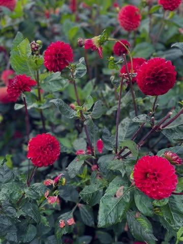 Mijn dahliaknollen gingen afgelopen weekend in de grond. Ik heb nog wat extra, naast die in mn vorige post, in de aanbieding. Van deze heb ik niet veel, op = op.

€ 3,90 per knol 

PS: open dahlia’s houden niet lang in de vaas maar zijn wel fantastisch voor bijen 🐝
