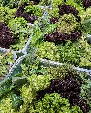 Van fris lichtgroen tot diep paarse tinten. Elk een unieke smaak, elk een unieke textuur. De verschillende boerenkoolvariëteiten zijn telkens weer een sieraad op veld en bord. 

🥬 Beschikbaar via onze webshop en Koolmees.

#biologisch #bio #organic #vegan #healthyfood #plantbased #farm #freshingredients #sustainablefarming #localfood