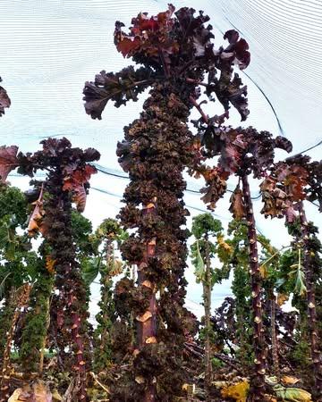 De impressionante boerenkoolspruitjes of 'kalettes' zijn onze absolute winterfavoriet. De kleine roosjes zitten natuurlijk boordevol vitamines en lenen zich uitstekend om te roerbakken of te stomen. Zelfs rauw, in de salade of als knapperig snackje, zijn ze uitstekend te genieten. 

🥬 Beschikbaar via onze webshop en Koolmees.

#biologisch #bio #organic #vegan #helathyfood #plantbased #farm #freshingredients #sustainablefarming #localfood #bioboer #duurzamelandbouw #farmtotable #korteketen #rechtvanbijdeboer #chefspecial #duurzaam #ieper #oostende #brugge #kortrijk #nieuwpoort #knokke