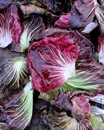 Ergens verloren op het veld, een kunstwerkje van de natuur. Een beetje kleur tijdens grijze dagen. 

De velden rusten nog, maar in de schuur maken wij ons stilletjes aan op om de zaaitrays alweer vanonder het stof te halen. 

🌱 Stilte voor de storm. De aanloop naar een speciaal moment.

#biologisch #bio #organic #vegan #helathyfood #plantbased #farm #freshingredients #sustainablefarming #localfood #bioboer #duurzamelandbouw #farmtotable #korteketen #rechtvanbijdeboer #chefspecial #duurzaam #ieper #oostende #brugge #kortrijk #nieuwpoort #knokke