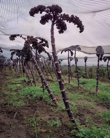 Met een beetje fantasie kunnen we op verlof aan eigen strand met palmbomen. Terwijl de kinderen genieten van de krokusvakantie plukken wij de laatste kruintjes voor de winterkost. 

🏝 Ook deze vrijdag thuisverkoop tussen 10h en 18h. 

#biologisch #bio #organic #vegan #healthyfood #healthyfoodie #plantbased #farm #freshingredients #sustainablefarming #localfood #bioboer #duurzamelandbouw #farmtotable #korteketen #rechtvanbijdeboer #chefspecial #duurzaam #ieper #oostende #brugge #kortrijk #nieuwpoort #knokke