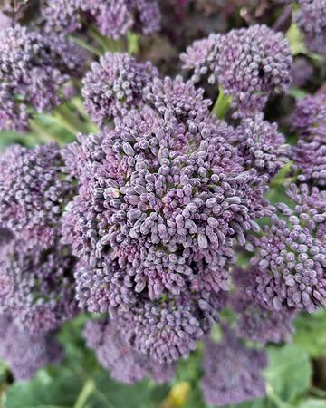 De kleine roosjes van de laatste paarse brocollischeuten zitten boordevol antioxidanten en hebben door de zachte zon van de afgelopen dagen een extra zoete finesse gekregen. Vanaf volgende week maken deze vitaminebommetjes definitief plaats voor het voorjaar. 

Vandaag zwaaien we naar goede gewoonte onze deuren weer open voor de wekelijkse thuisverkoop. Iedereen is welkom tussen 10h en 18h. Op zaterdagochtend zijn we te vinden op de markt van Ieper. 

🥬 Beschikbaar via onze webshop, de Koolmees en thuisverkoop op vrijdag.

#biologisch #bio #organic #vegan #healthyfood #healthyfoodie #plantbased #farm #freshingredients #sustainablefarming #localfood #bioboer #duurzamelandbouw #farmtotable #korteketen #lokaal #rechtvanbijdeboer #chefspecial #duurzaam #ieper #oostende #brugge #kortrijk #nieuwpoort #knokke #gent